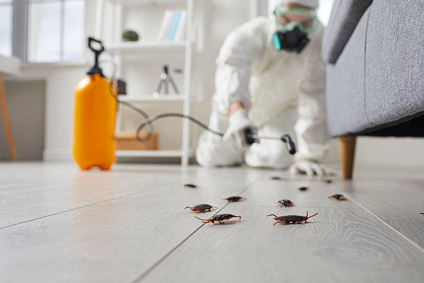 Commercial Kitchen Cockroach Control in The Hideout